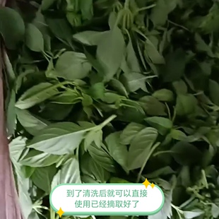 新鲜九层塔叶罗勒叶金不换纯叶子带嫩杆心叶西餐厅香料菜当天采摘