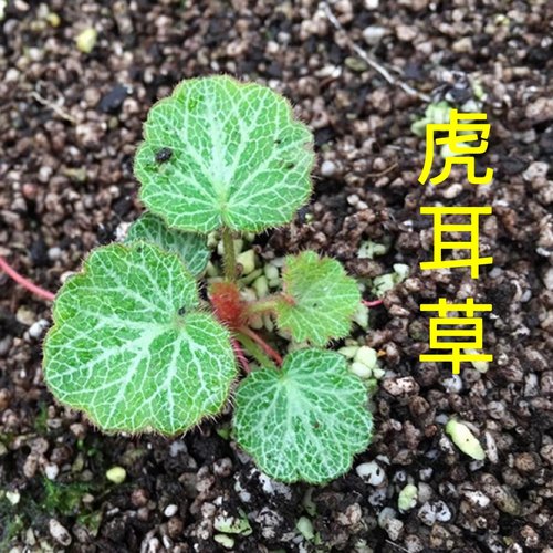 新鲜虎耳草中药材盆栽苗