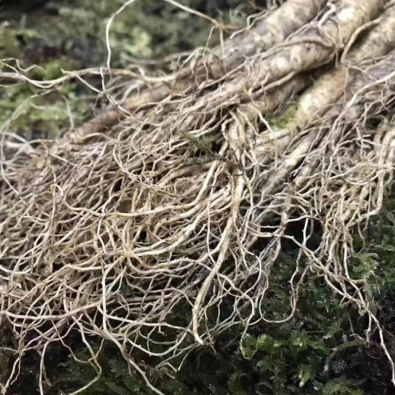 Jiangnanfeng fresh ginseng Pruning 25-30 Headband beard Pruning Garden ginseng Soup Paojiu ginsengin the Traditional nourishing food , Ginseng tonic , Ginseng/Garden ginseng  category - from Buy2taobao.com to provide professional Taobao agent buy service