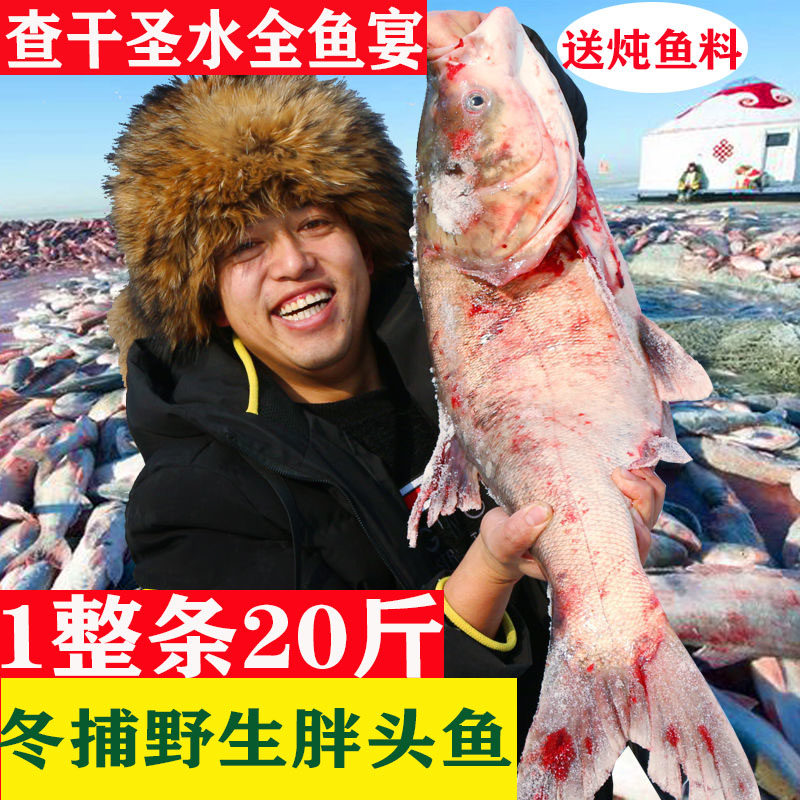 查干湖胖头礼盒装5-25斤胖头鱼鱼冬捕鱼鳙鱼花鲢鱼松原淡水鱼