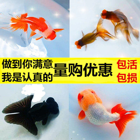 鹤顶红金鱼 百科图片 饲养繁殖 雌雄鉴别 Sbike