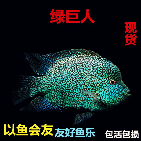 变色绿巨人观赏鱼活体热带鱼