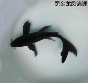 长尾1条50cm幼鱼中国水域锦鲤8度