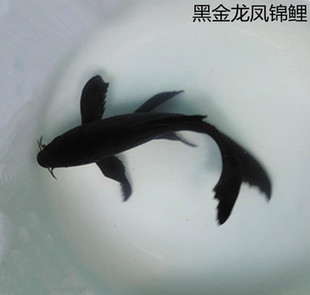 星渔港水族馆黑金锦鲤活体观赏淡水苗冷水龙凤锦鲤活体金