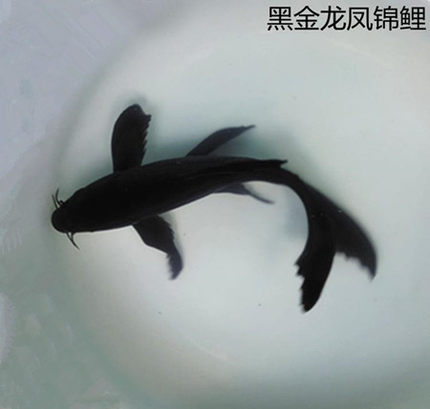星渔港水族馆黑金锦鲤活体观赏淡水苗冷水龙凤锦鲤活体金