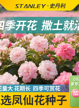 史丹利凤仙花种子指甲草花籽种四季室内秋季盆栽种植花卉开花种孑