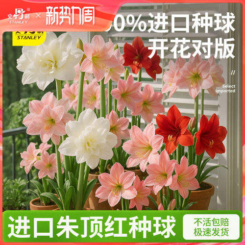 史丹利四季开花朱顶红重瓣大种球