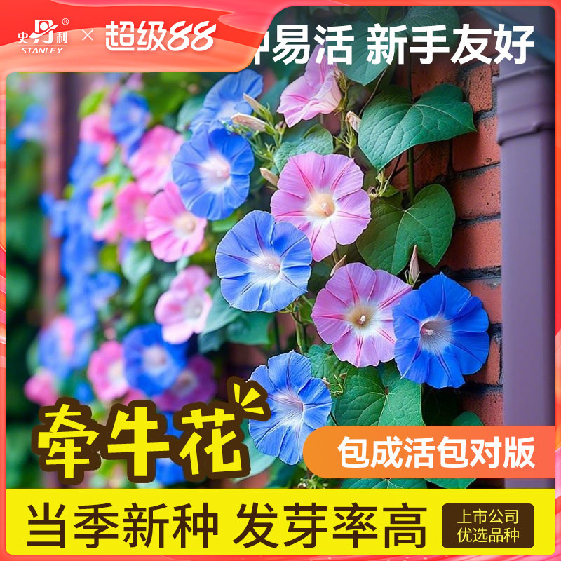 史丹利牵牛花种子喇叭花室外爬藤爬墙花卉播种盆栽开花混色花籽种