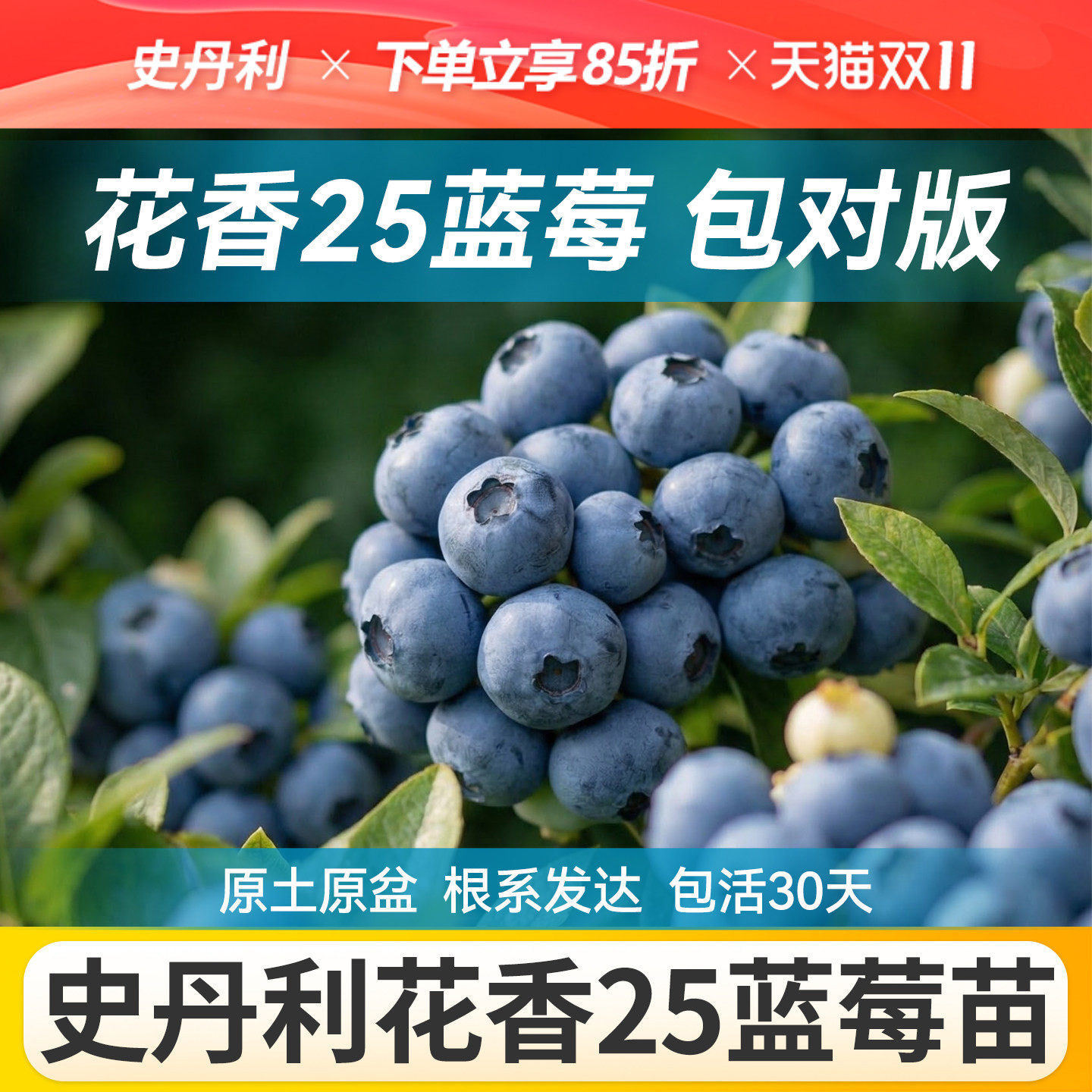 史丹利25花香蓝莓树果苗盆栽四季蓝莓苗北方大南方种植地栽室外L