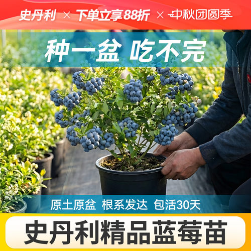 对版发货精品蓝莓盆栽
