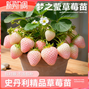 史丹利梦之莹梦粉姬草莓苗盆栽优质四季结果红颜章姬真红美玲苗秧