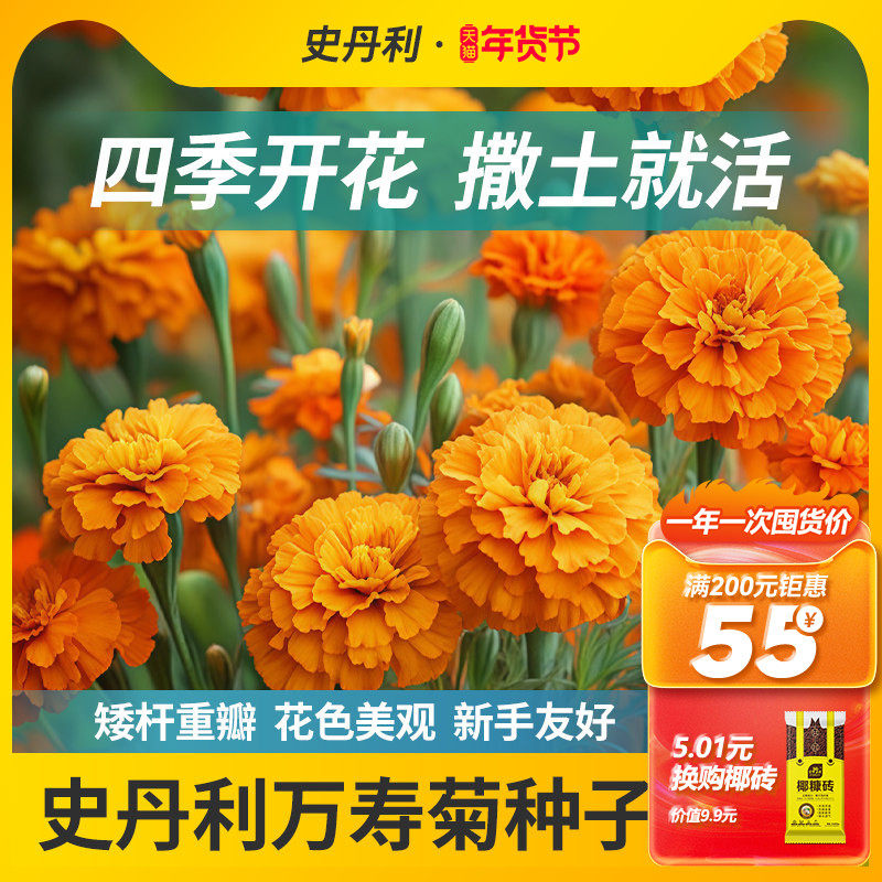 史丹利万寿菊种子花种重瓣室内外四季播种开花南非万寿菊花籽花卉,鲜花速递/花卉仿真/绿植园艺,家庭园艺种子,淘宝优惠券,粉丝福利购,淘宝优惠卷