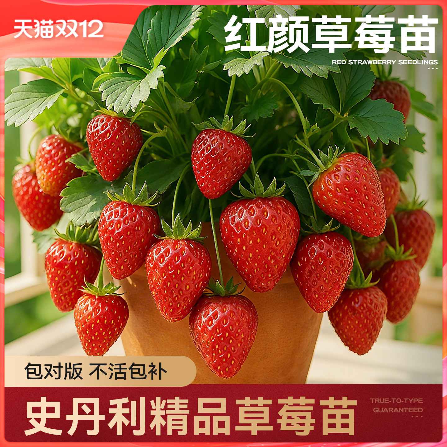 史丹利草莓苗盆栽壮苗易结果