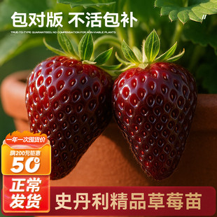 史丹利黑珍珠盆栽真红美铃黑草莓苗玄玉四季结果美玲阳台种植稀有