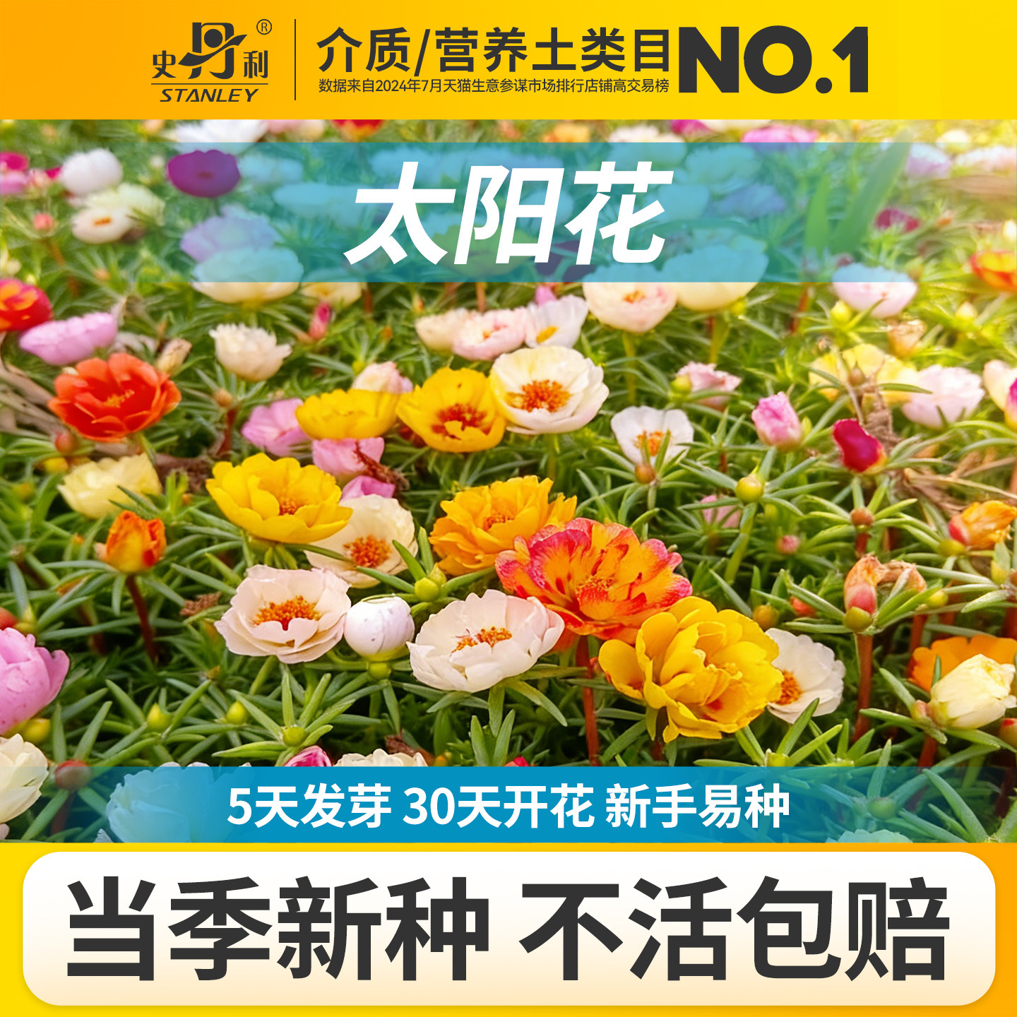 史丹利重瓣太阳花种子花籽多色室内盆栽种植花籽易活开花混色种孑