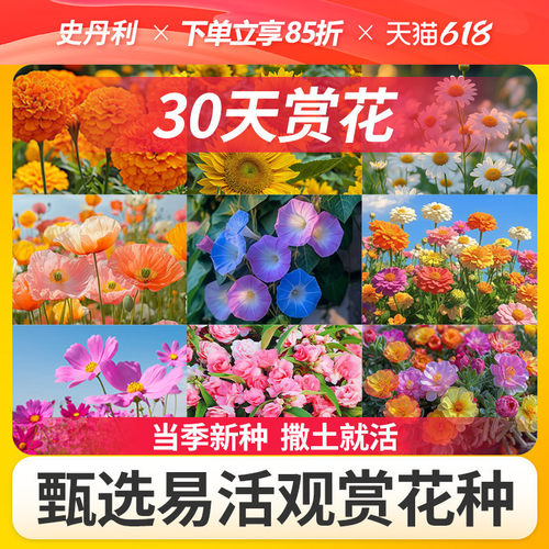 史丹利花种子大全四季开花