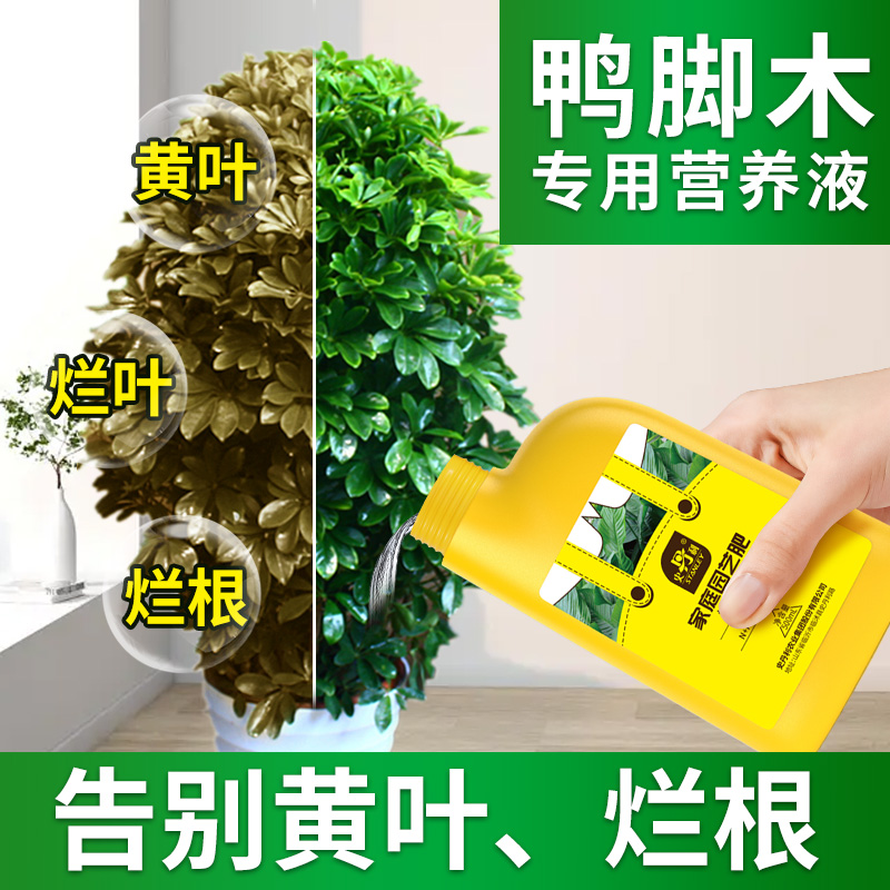 鸭脚木专用肥枝繁叶茂