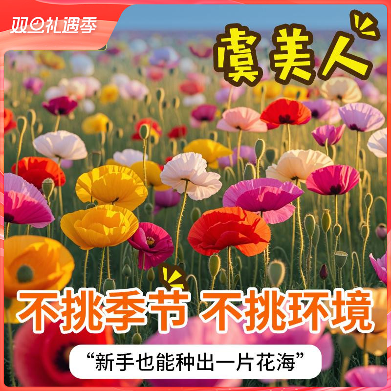 史丹利冰岛虞美人花种子四季开花