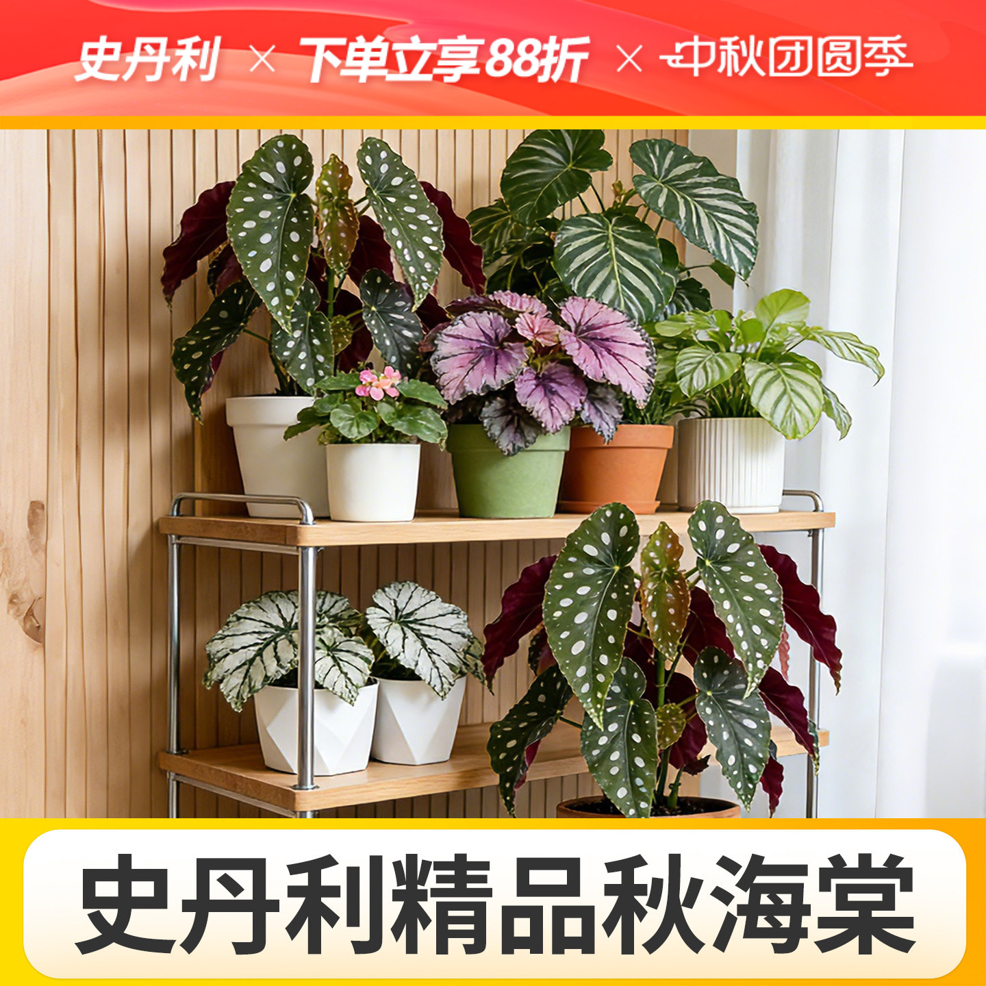 史丹利精品秋海棠盆栽科学培育图片