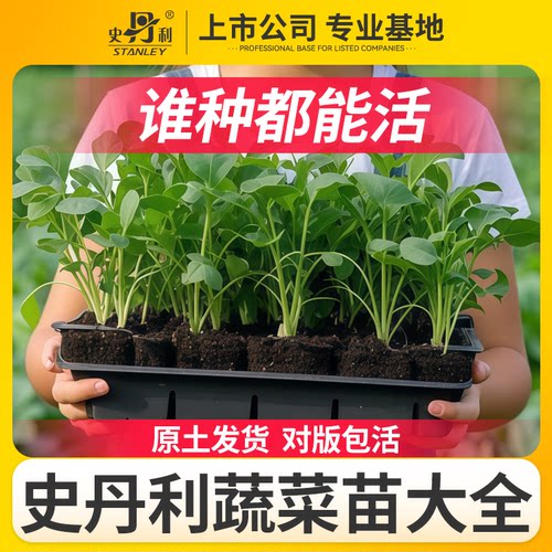 史丹利精品蔬菜苗|基地直发