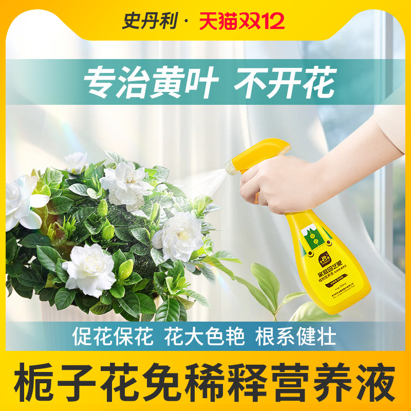 栀子花营养液花开满盆