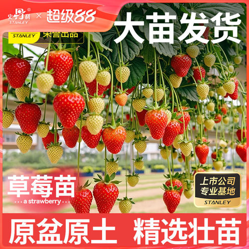 史丹利奶油草莓种苗当季大苗