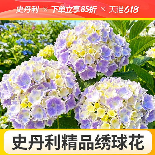 史丹利精品绣球花盆栽