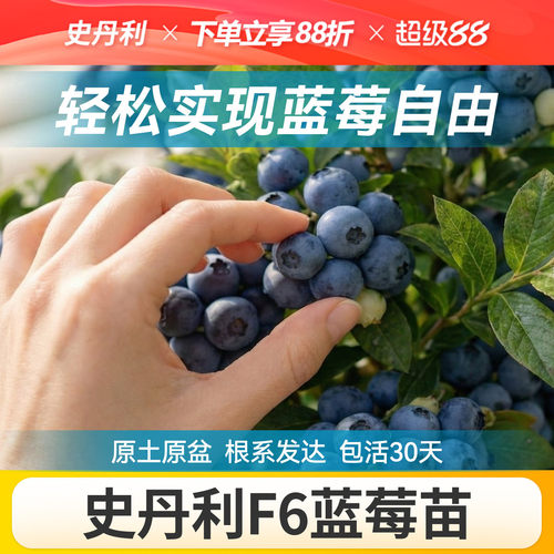 对版发货精品蓝莓盆栽