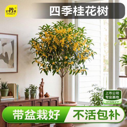 史丹利桂花树苗四季桂盆栽花香