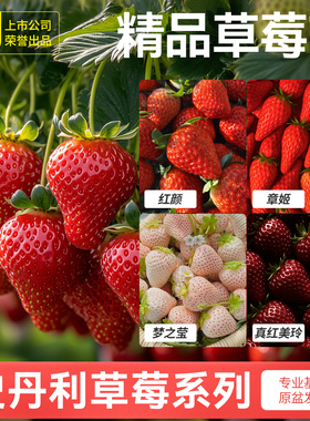 史丹利草莓苗盆栽奶油优质四季结果红颜章姬黑珍珠美玲阳台种植秧