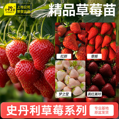 史丹利草莓苗盆栽壮苗易结果