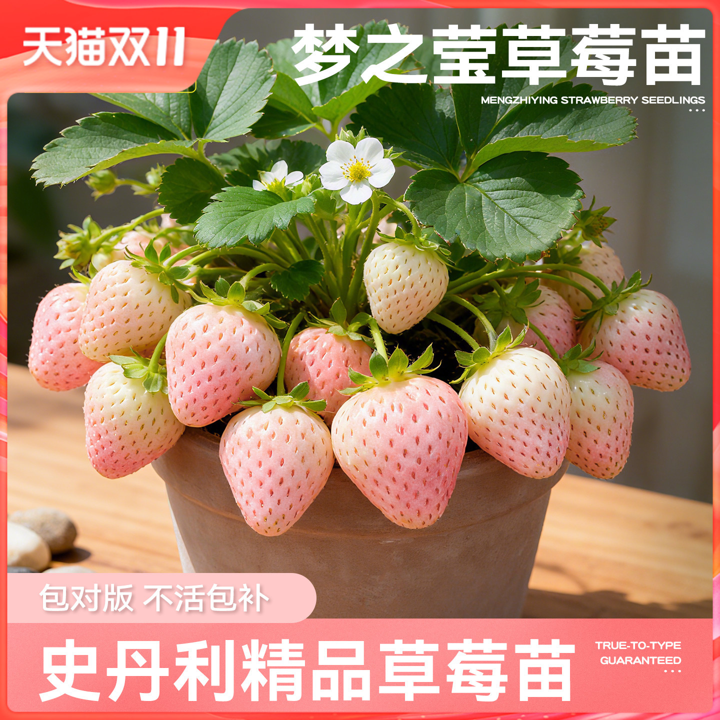 史丹利梦之莹草莓苗盆栽壮苗