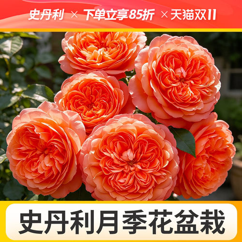 史丹利月季花盆栽月季花苗四季开花带花果汁阳台月季名贵浓香真宙