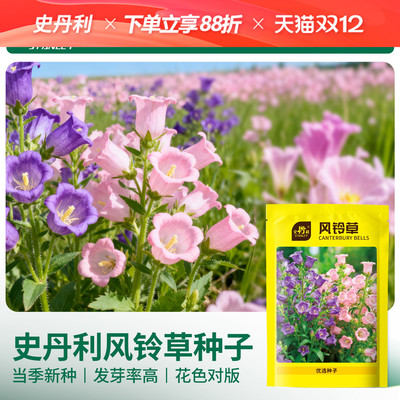 史丹利风铃草种子四季播种开花