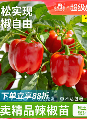 史丹利红色蔬菜甜椒辣椒苗四季秧苗小米朝天椒盆栽螺丝青椒种子籽