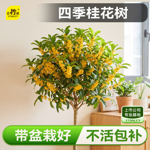 史丹利桂花树苗四季桂盆栽花香