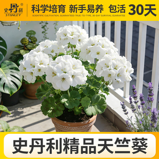 史丹利白晨曲天竺葵盆栽四季开花好养的对版重瓣四季花苗品种大花