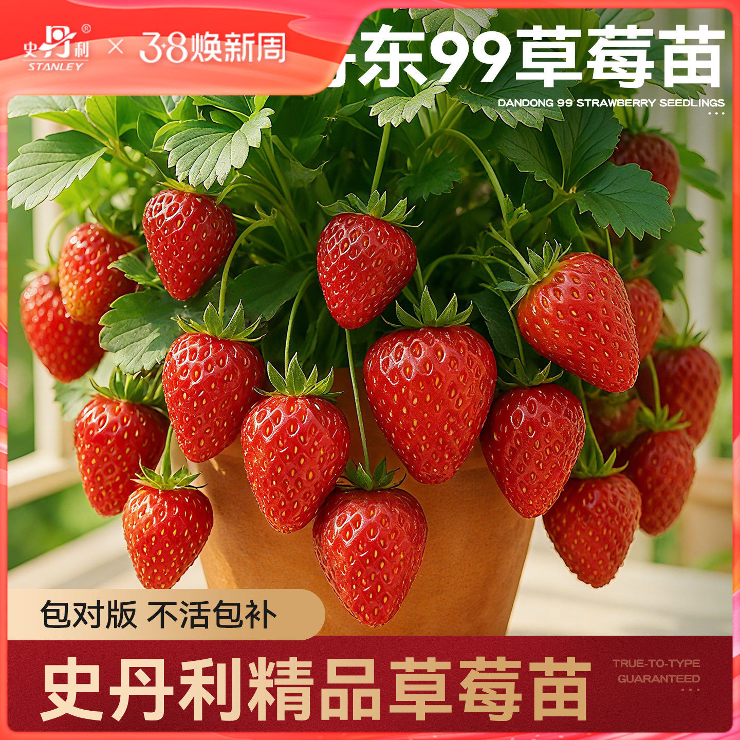 史丹利丹东99草莓苗盆栽优质四季结果红颜章姬黑珍珠真红美玲阳台