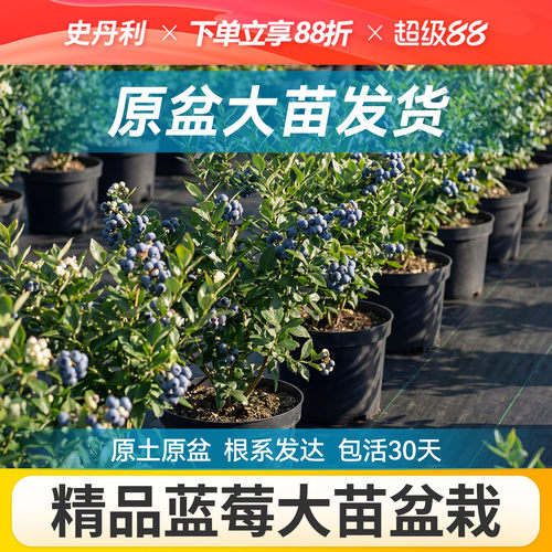 对版发货精品蓝莓盆栽