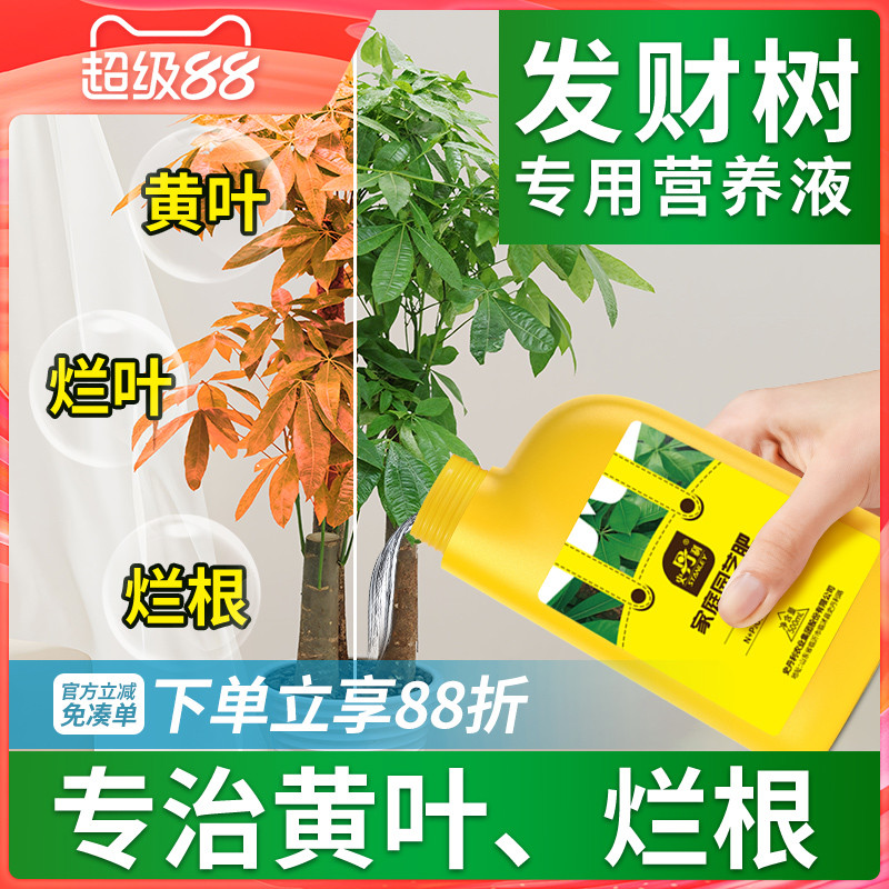 专治发财树黄叶掉叶烂根