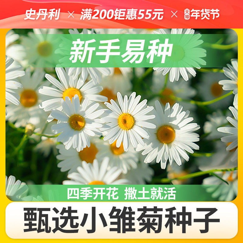 史丹利小雏菊花种子洋甘菊花籽种四季开花室内外阳台花卉盆栽种植