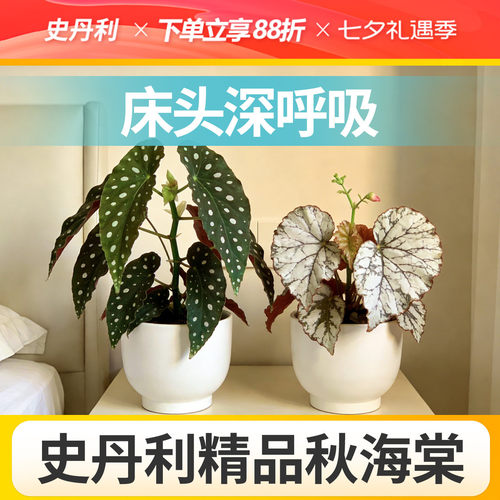 史丹利精品秋海棠盆栽科学培育