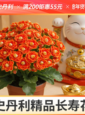 史丹利精品金狐狸长寿花苗带花苞重瓣大花金黄色招财年宵花卉