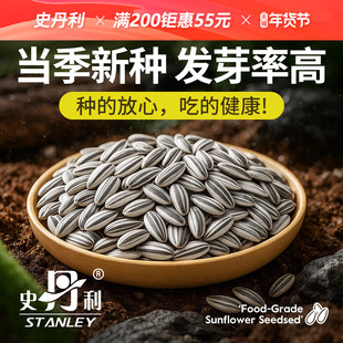 史丹利特大食用向日葵种子葵花籽油葵盆栽大瓜子蔬菜食葵四季种植