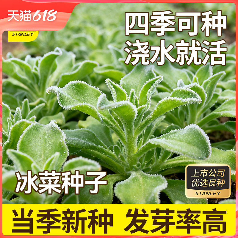 史丹利冰草水晶冰菜种子苗秧种籽四季蔬菜南方菜苗孑苗籽种秧菜籽