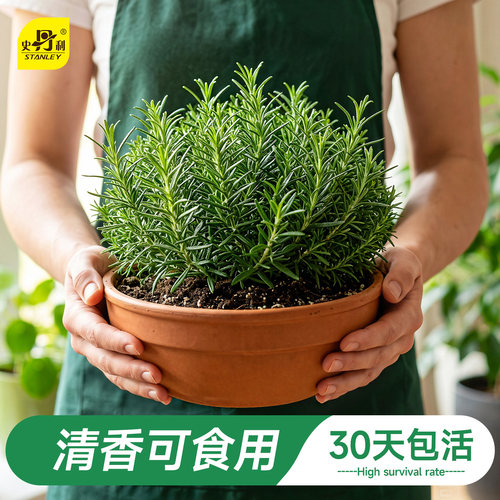 史丹利迷迭香盆栽可食用桌面绿植