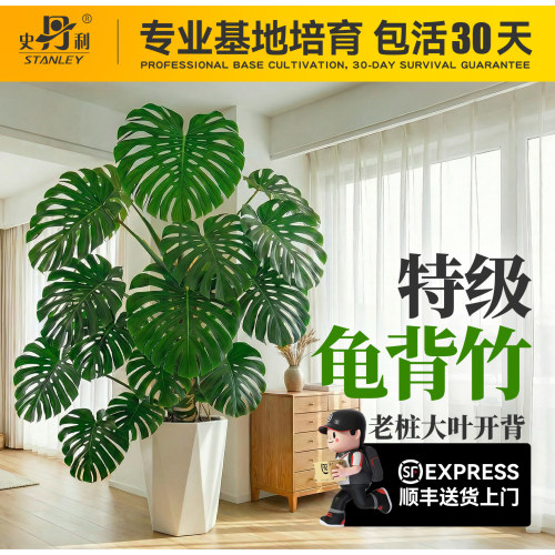 史丹利龟背竹客厅大盆栽