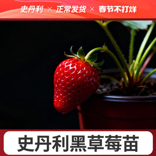 史丹利黑珍珠真红美铃黑草莓苗盆栽玄玉四季结果美玲阳台种植稀有