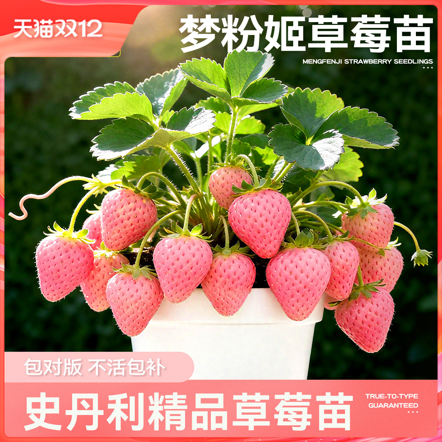 史丹利梦粉姬草莓苗盆栽壮苗