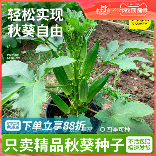精选当季新种|发芽率高